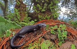 Threatened Newts and Salamanders - Captive Care Management Vol.4