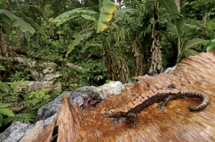 Threatened Newts and Salamanders - Captive Care Management Vol.4