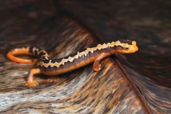 Threatened Newts and Salamanders - Captive Care Management Vol.4