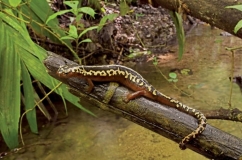 Threatened Newts and Salamanders - Captive Care Management Vol.4