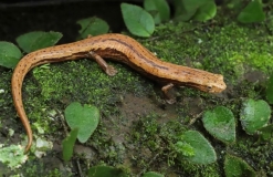 Threatened Newts and Salamanders - Captive Care Management Vol.4