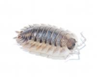Porcellio spatulatus COROS RAZOR
