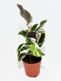 Calathea WHITE FUSION