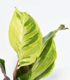 Calathea YELLOW FUSION