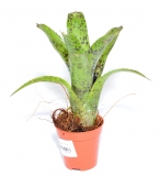 Neoregelia pauciflora