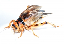 Brachytrupes membranaceus