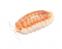 Armadillidium nasatum PEACH