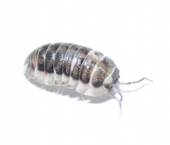 Armadillidium corcyraeum SILVER