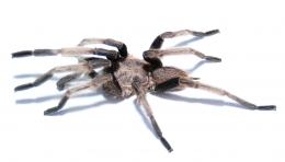 Chilobrachys dyscolus BLUE XL