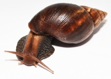 Achatina fulica NIGERIA m
