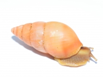 Limicolaria spectralis NIGERIA