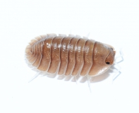 Troglodillo spec. SOIL