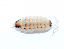Porcellio violaceus RIBIVAN