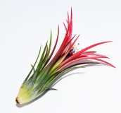 Tillandsia ionantha fuego