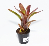 Neoregelia xantipa