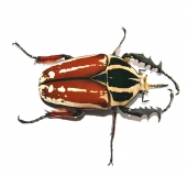 Mecynorrhina torquata ugandensis FARBMORPHE