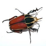 Mecynorrhina torquata ugandensis FARBMORPHE