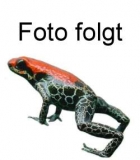 Psalmopoeus pulcher m