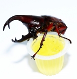 Beetle Jelly Orange 15er Pack