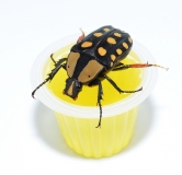 Beetle Jelly Banane 15er Pack