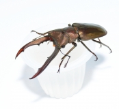 Beetle Jelly Pfirsich 15er Pack