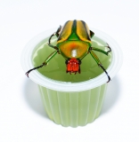 Beetle Jelly Melone 15er Pack