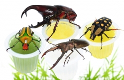 Beetle Jelly Mix 15er Pack