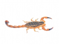 Reddyanus petrzelkai