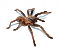 Haplopelma spec. LAM DONG