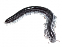 Alienostreptus bicoloripes BLUE LEG