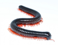 Alienostreptus bicoloripes RED LEG