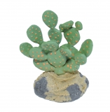 Melon Cactus with Rock Base