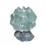 Melon Cactus with Rock Base