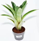 Aechmea distichantha var glaziovii