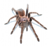 Phormictopus spec. GOLD CARAPACE L