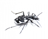 Graphipterus serrator