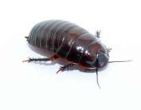 Macropanesthia rhinoceros