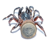 Cyclocosmia latusicosta