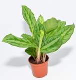 Calathea SILVER STAR