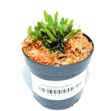 Pleurothallis leptotifolia