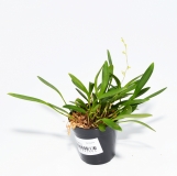 Stelis spec. 1