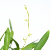 Stelis spec. 1