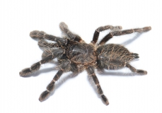 Cyriopagopus spec. HATIHATI L