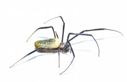 Trichonephila fenestrata