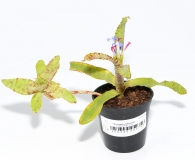 Neoregelia lilliputiana