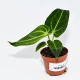 Anthurium regale