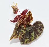 Begonia filiformis