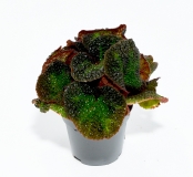 Begonia solimutata