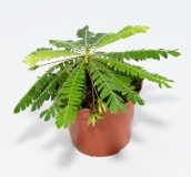 Biophytum sensitivum