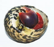 Coenobita clypeatus